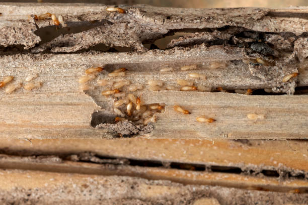 Best Pest Control Treatment  in Glenwood City, WI