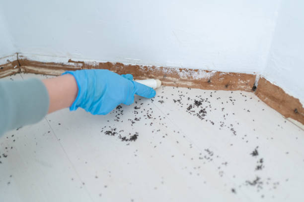Reliable Glenwood City, WI Pest Control Solutions