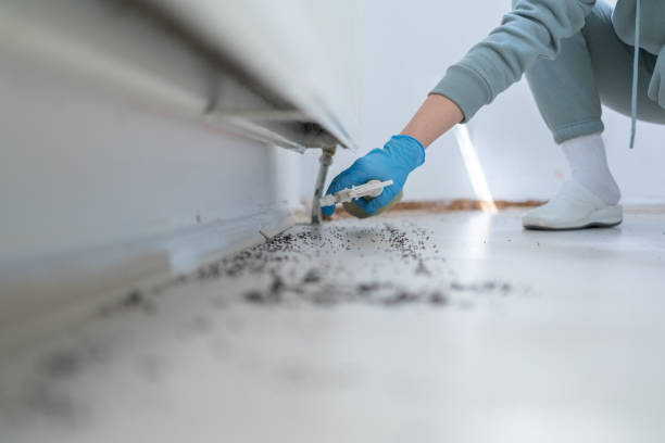 Best Wasp Removal Services  in Glenwood City, WI